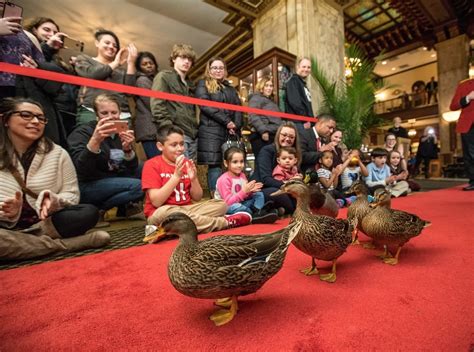 Il Peabody Ducks March: Uno spettacolo divertente e unico nel suo genere a Memphis!